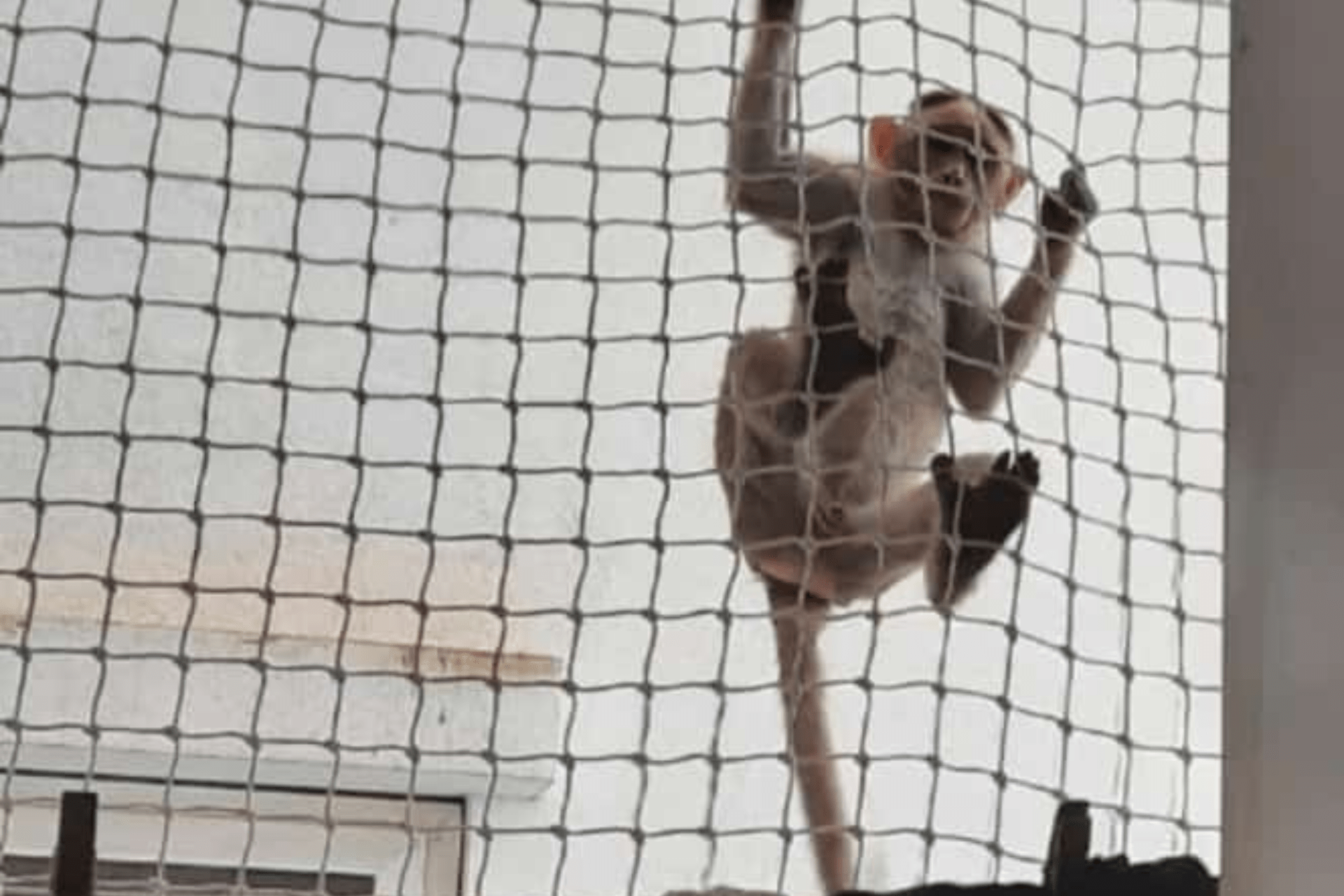 Monkey Safety Net